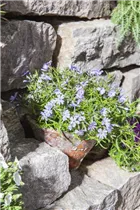 Phlox subulata - Garten-Teppich-Flammenblume Phlox subulata - Garten-Teppich-Flammenblume