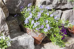 Phlox subulata - Garten-Teppich-Flammenblume Phlox subulata - Garten-Teppich-Flammenblume