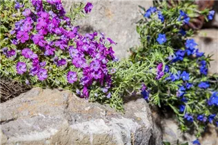 Phlox subulata - Garten-Teppich-Flammenblume Phlox subulata - Garten-Teppich-Flammenblume