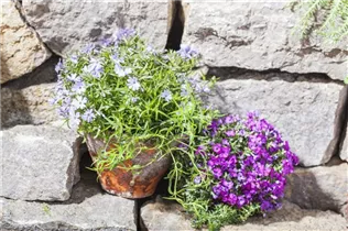Phlox subulata - Garten-Teppich-Flammenblume Phlox subulata - Garten-Teppich-Flammenblume