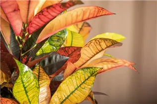 Codiaeum variegatum 'Mrs. Iceton' - Kroton 'Mrs. Iceton' Codiaeum variegatum 'Mrs. Iceton' - Kroton 'Mrs. Iceton'