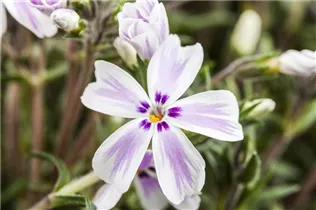 Phlox subulata - Garten-Teppich-Flammenblume Phlox subulata - Garten-Teppich-Flammenblume
