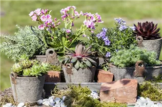 Phlox subulata - Garten-Teppich-Flammenblume Phlox subulata - Garten-Teppich-Flammenblume