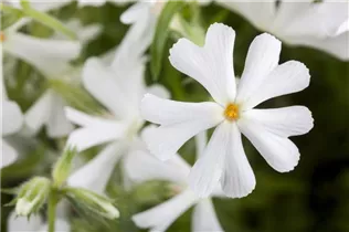 Phlox subulata - Garten-Teppich-Flammenblume Phlox subulata - Garten-Teppich-Flammenblume