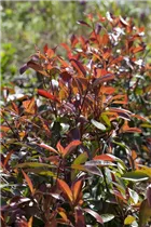 Photinia fraseri 'Red Robin' - Glanzmispel 'Red Robin' Photinia fraseri 'Red Robin' - Glanzmispel 'Red Robin'