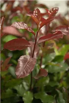 Photinia fraseri - Glanzmispel