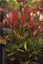 Photinia fraseri 'Little Red Robin' - Glanzmispel 'Little Red Robin' Photinia fraseri 'Little Red Robin' - Glanzmispel 'Little Red Robin'