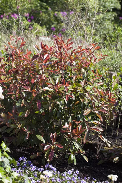 Glanzmispel 'Red Robin', Photinia fraseri 'Red Robin'