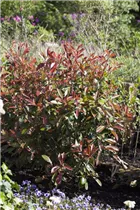 Photinia fraseri 'Red Robin' - Glanzmispel 'Red Robin' Photinia fraseri 'Red Robin' - Glanzmispel 'Red Robin'