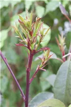 Photinia fraseri 'Little Red Robin' - Glanzmispel 'Little Red Robin' Photinia fraseri 'Little Red Robin' - Glanzmispel 'Little Red Robin'