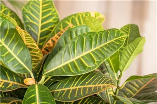 Codiaeum variegatum 'Petra' - Wunderstrauch 'Petra'