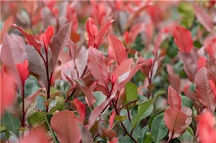 Photinia fraseri 'Little Red Robin' - Glanzmispel 'Little Red Robin' Photinia fraseri 'Little Red Robin' - Glanzmispel 'Little Red Robin'