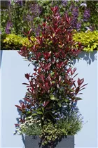 Photinia fraseri 'Red Robin' - Glanzmispel 'Red Robin' Photinia fraseri 'Red Robin' - Glanzmispel 'Red Robin'