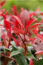 Photinia fraseri 'Devils Dream'® - Glanzmispel 'Devils Dream'® Photinia fraseri 'Devils Dream'® - Glanzmispel 'Devils Dream'®