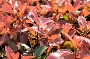 Photinia fraseri 'Red Robin' - Glanzmispel 'Red Robin' Photinia fraseri 'Red Robin' - Glanzmispel 'Red Robin'