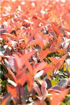 Photinia fraseri 'Red Robin' - Glanzmispel 'Red Robin' Photinia fraseri 'Red Robin' - Glanzmispel 'Red Robin'