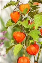 Physalis alkekengi - Lampionblume Physalis alkekengi - Lampionblume