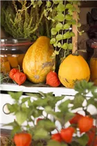 Physalis alkekengi - Lampionblume Physalis alkekengi - Lampionblume