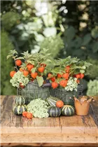 Physalis alkekengi - Lampionblume Physalis alkekengi - Lampionblume