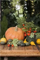 Physalis alkekengi - Lampionblume Physalis alkekengi - Lampionblume