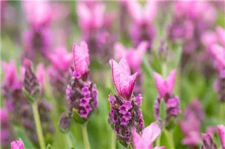 Lavandula stoechas 'Papillon' - Garten-Schopf-Lavendel 'Papillon'