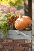 Physalis alkekengi - Lampionblume Physalis alkekengi - Lampionblume