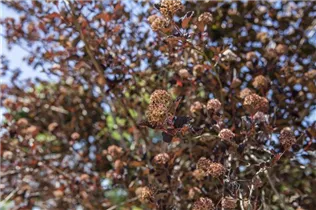 Physocarpus opulifolius - Fasanenspiere