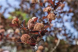 Physocarpus opulifolius - Fasanenspiere