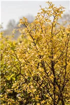 Physocarpus opulifolius - Fasanenspiere