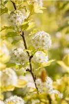 Physocarpus opulifolius 'Dart´s Gold' - Fasanenspiere 'Dart´s Gold'