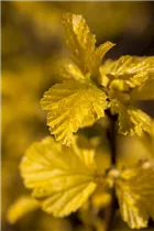 Physocarpus opulifolius 'Dart´s Gold' - Fasanenspiere 'Dart´s Gold'