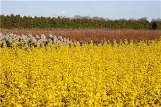 Physocarpus opulifolius 'Dart´s Gold' - Fasanenspiere 'Dart´s Gold'