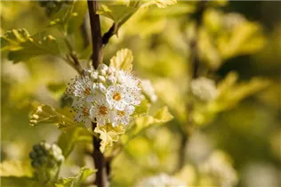 Physocarpus opulifolius 'Dart´s Gold' - Fasanenspiere 'Dart´s Gold'