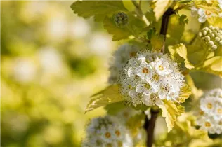 Physocarpus opulifolius 'Dart´s Gold' - Fasanenspiere 'Dart´s Gold'