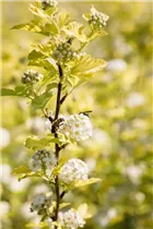 Physocarpus opulifolius 'Dart´s Gold' - Fasanenspiere 'Dart´s Gold'