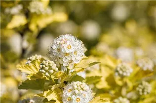Physocarpus opulifolius 'Dart´s Gold' - Fasanenspiere 'Dart´s Gold'