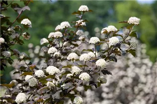 Physocarpus opulifolius 'Diabolo'® - Fasanenspiere 'Diabolo'®