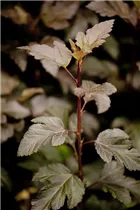 Physocarpus opulifolius 'Diabolo'® - Fasanenspiere 'Diabolo'®
