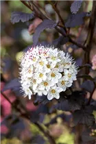Physocarpus opulifolius 'Diabolo'® - Fasanenspiere 'Diabolo'®