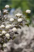 Physocarpus opulifolius 'Diabolo'® - Fasanenspiere 'Diabolo'®
