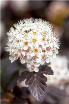 Physocarpus opulifolius 'Diabolo'® - Fasanenspiere 'Diabolo'®