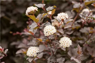 Physocarpus opulifolius 'Diabolo'® - Fasanenspiere 'Diabolo'®