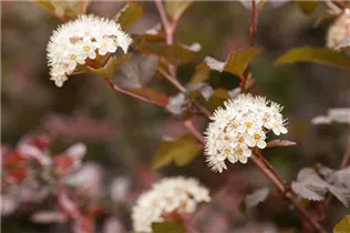 Physocarpus opulifolius 'Diabolo'® - Fasanenspiere 'Diabolo'®