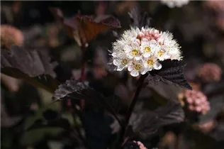 Physocarpus opulifolius 'Diabolo'® - Fasanenspiere 'Diabolo'®
