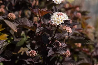 Physocarpus opulifolius 'Diabolo'® - Fasanenspiere 'Diabolo'®