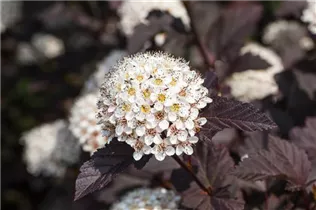 Physocarpus opulifolius 'Summer Wine'® - Fasanenspiere 'Summer Wine'®