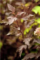 Physocarpus opulifolius 'Summer Wine'® - Fasanenspiere 'Summer Wine'®