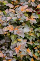 Physocarpus opulifolius 'Summer Wine'® - Fasanenspiere 'Summer Wine'®