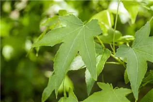 Liquidambar styraciflua - Amerikanischer Amberbaum Liquidambar styraciflua - Amerikanischer Amberbaum