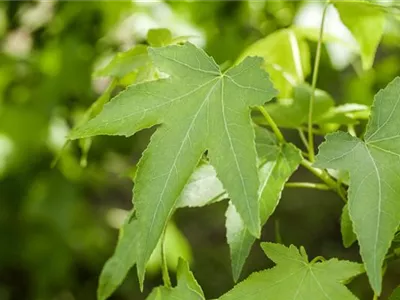 Liquidambar styraciflua 'Slender Silhouette' - Amberbaum 'Slender Silhouette' Liquidambar styraciflua 'Slender Silhouette' - Amberbaum 'Slender Silhouette'